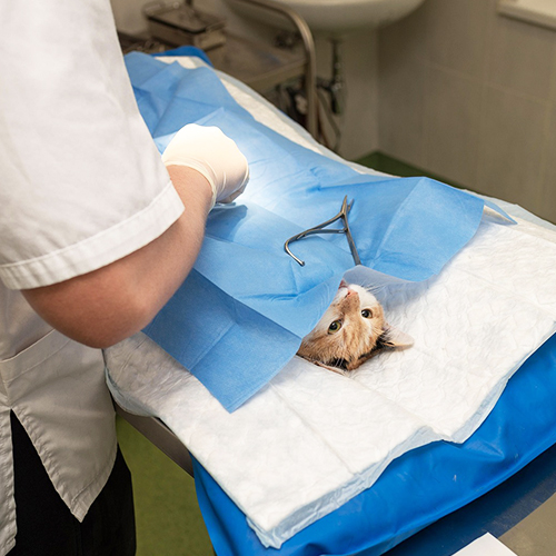 Por que o laparoscópio veterinário é importante na saúde animal?