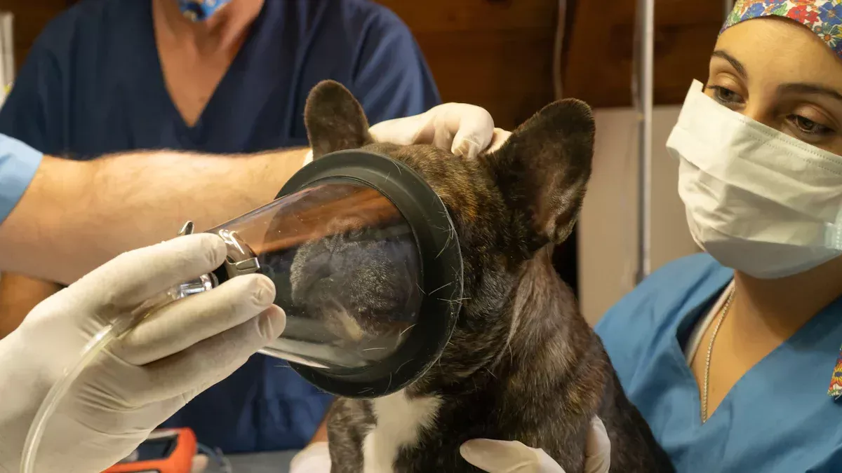 Protocolos de anestesia veterinária e dicas de monitoramento por classificação ASA
