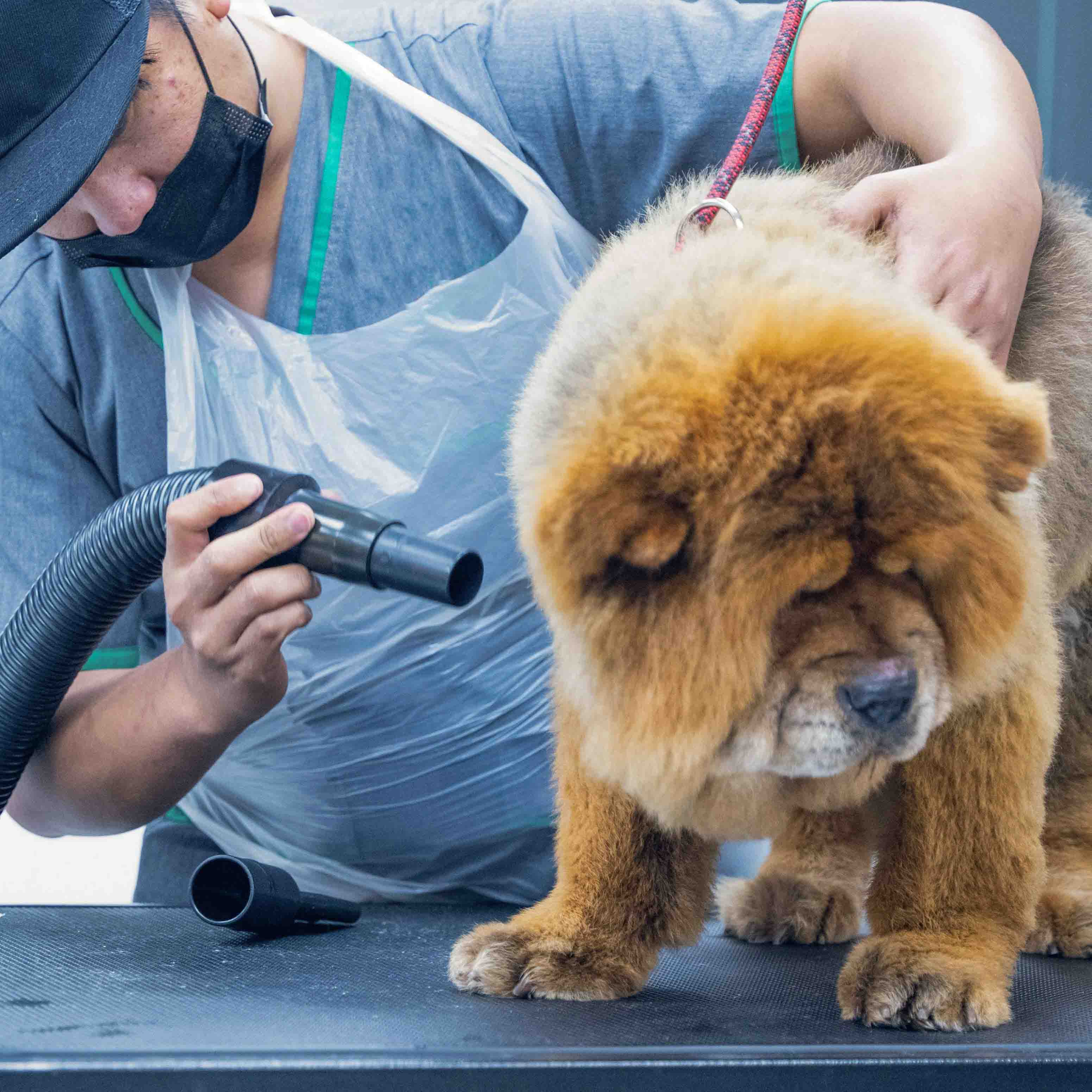 Secador para animais de estimação com 1 motor